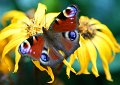 Red Admiral